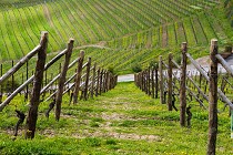 Quanto Costa Comprare Terreno Agricolo Con Tasse Notaio E Tutte Le