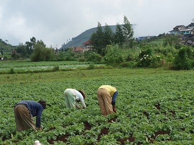 Quando si può andare in pensione con 20 25 anni di contributi agricoli