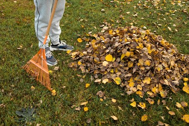 Foglie cadute propriet vicino