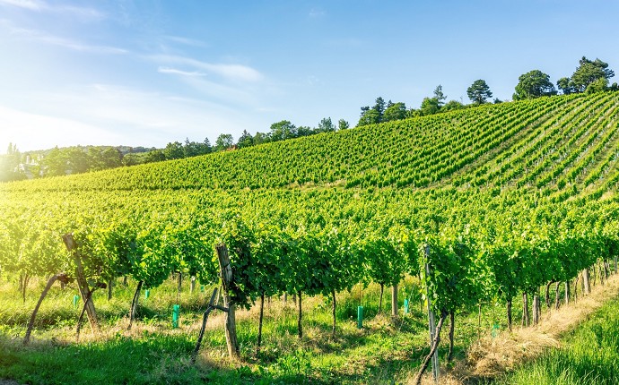 Come va l'agricoltura In Italia? Fattura