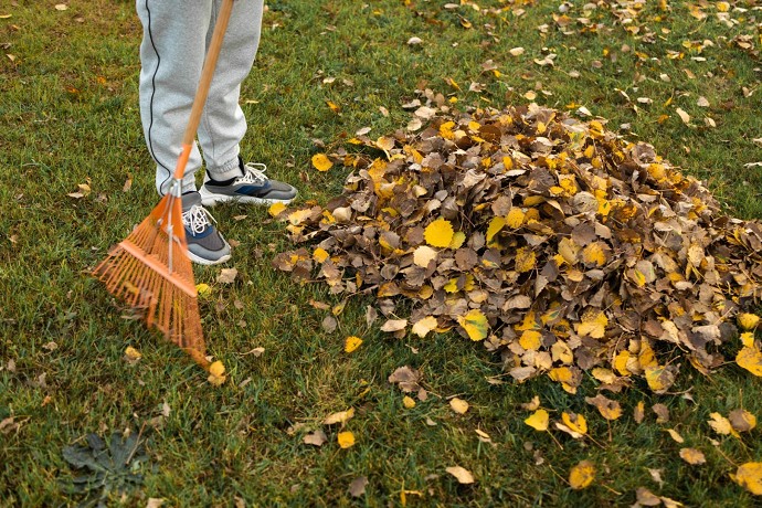 Cosa fare se le foglie degli alberi del 