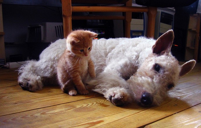 Cosa fare quando muore un cane, gatto o 