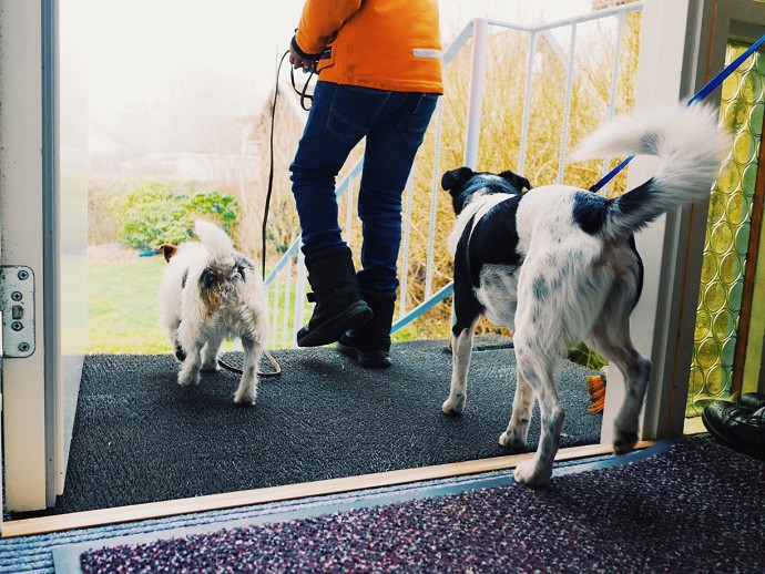 Cosa rischia chi tratta male un cane sec