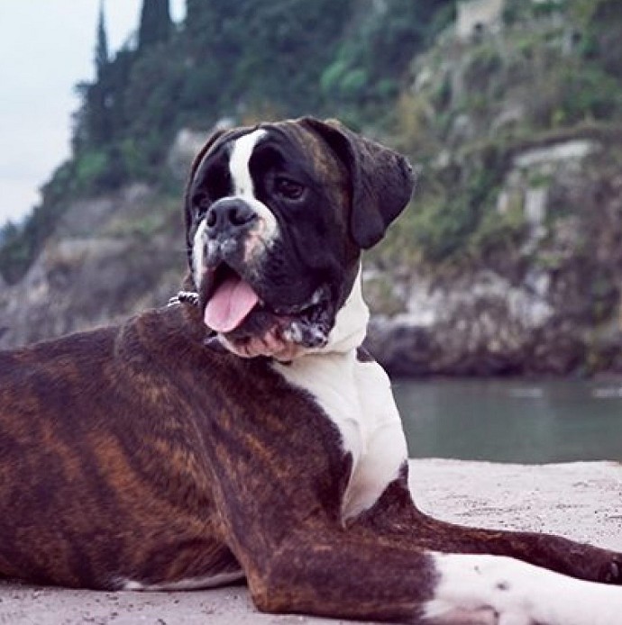 Dove si pu seppellire un cane quando mu