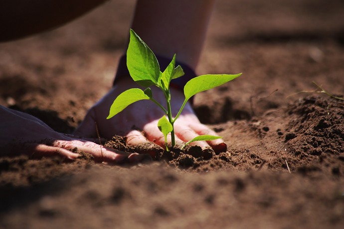 Le coltivazioni che rendono di pi� ad al