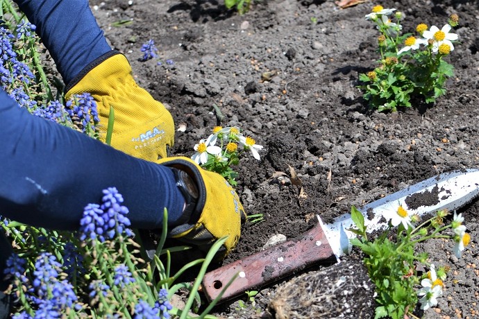 Le regole che piante e fiori devono risp