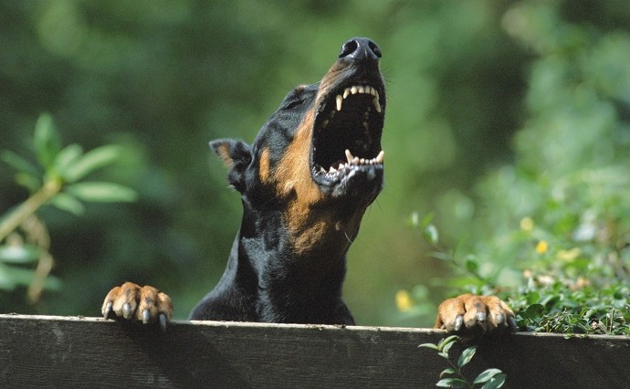Rumori cane in condominio che abbaia, ul