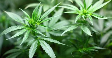 Canapa, boom coltivazioni in Italia seco