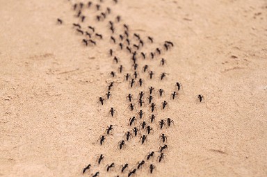 Come eliminare formiche in giardino, bal