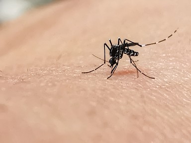 Come eliminare zanzare in casa e giardin