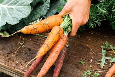 Quali lavori nell'orto a gennaio