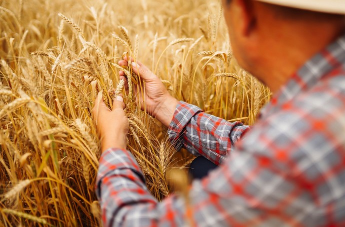 Agricoltura nuovi bandi 
