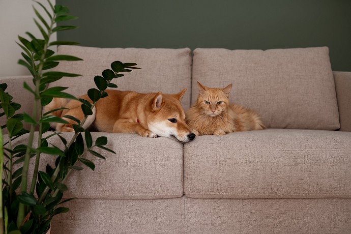 bonus cani gatti