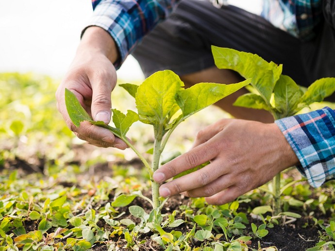 Servizio civile in agricoltura 2024