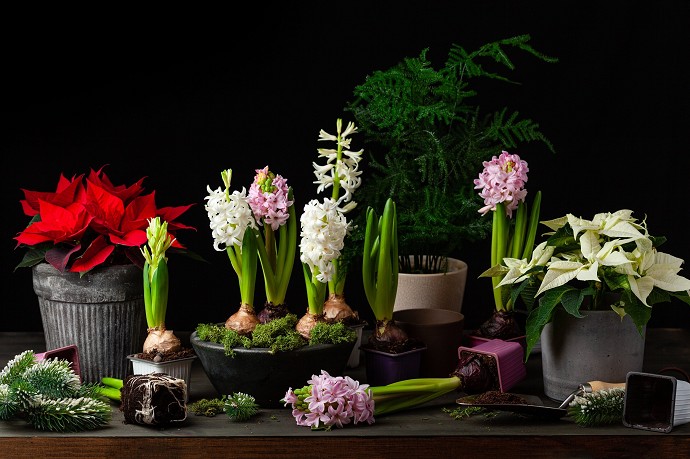 tassa vasi fiori