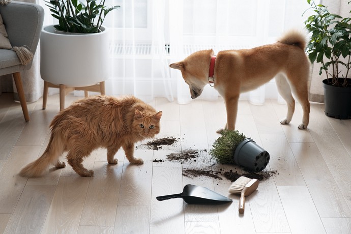 Copertura migliore per i propri animali