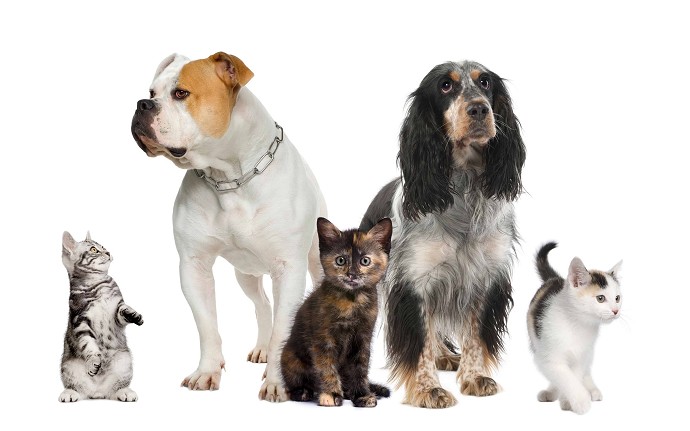 Detrazioni veterinario 2024  
