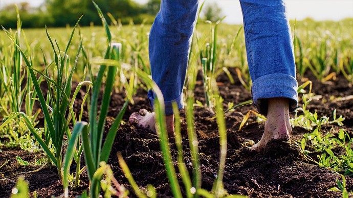 Il ruolo delle politiche agricole