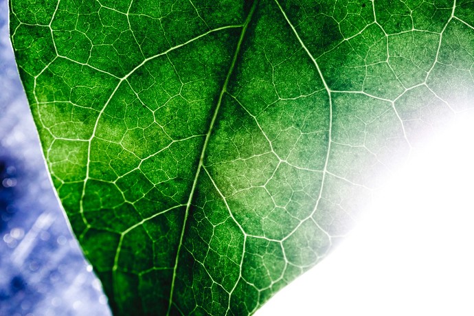 Domanda per incentivi biogas