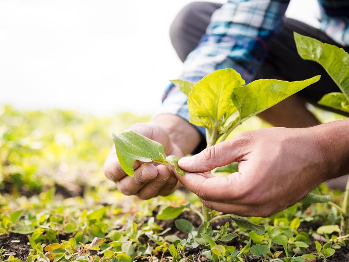 Decreto Agricoltura 2024: tutte le novit