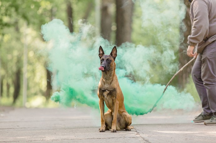 legge cani prorogata