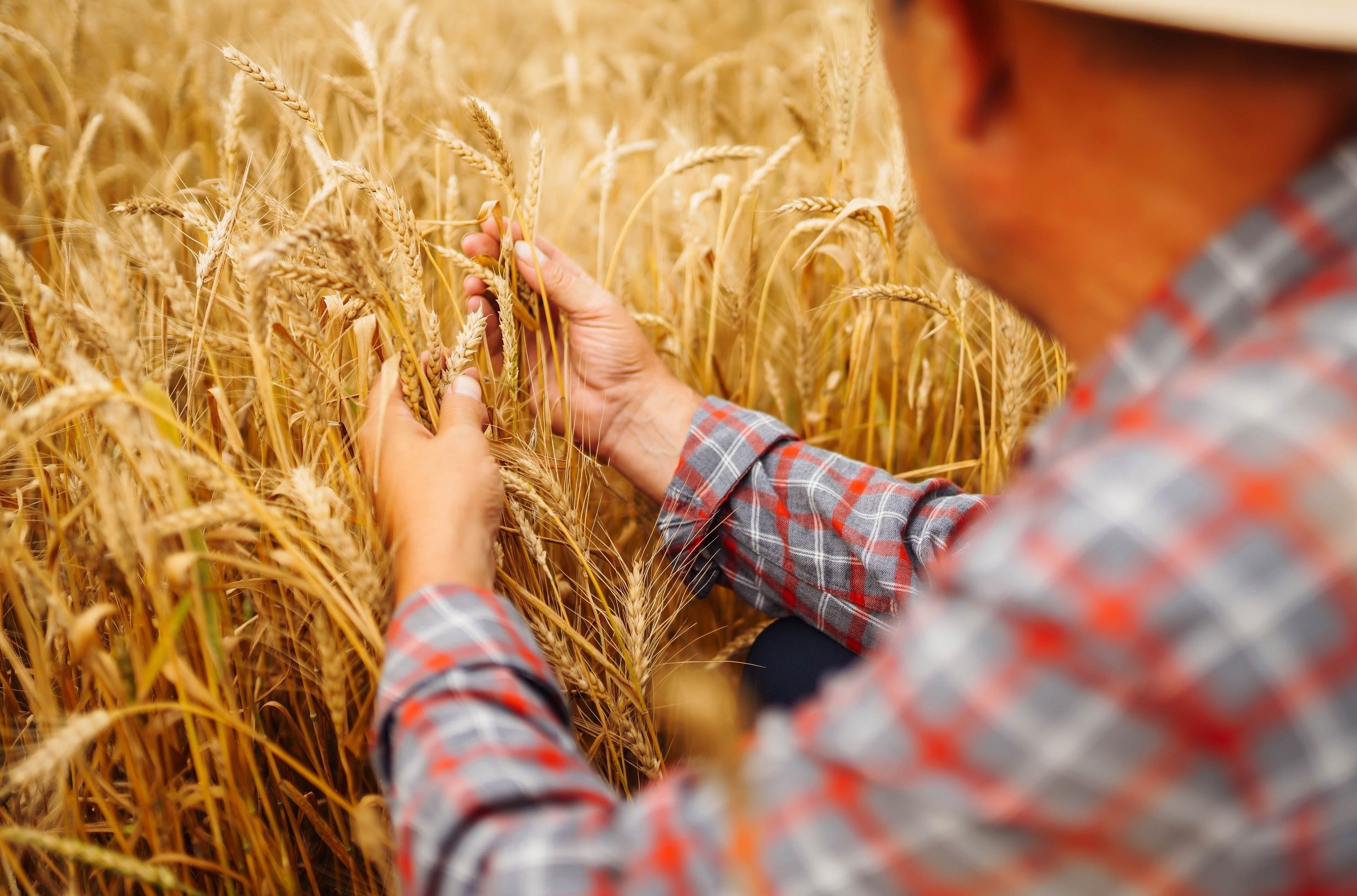 Agricoltura Nuovi Importanti Bandi Per Terreni Abbandonati Finanziamenti A Fondo Perduto Ma