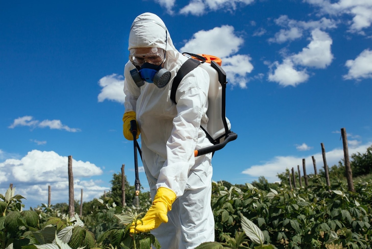 Prosecco Con Glifosato Pesticidi E Sostanze Nocive Rischi Per Salute 