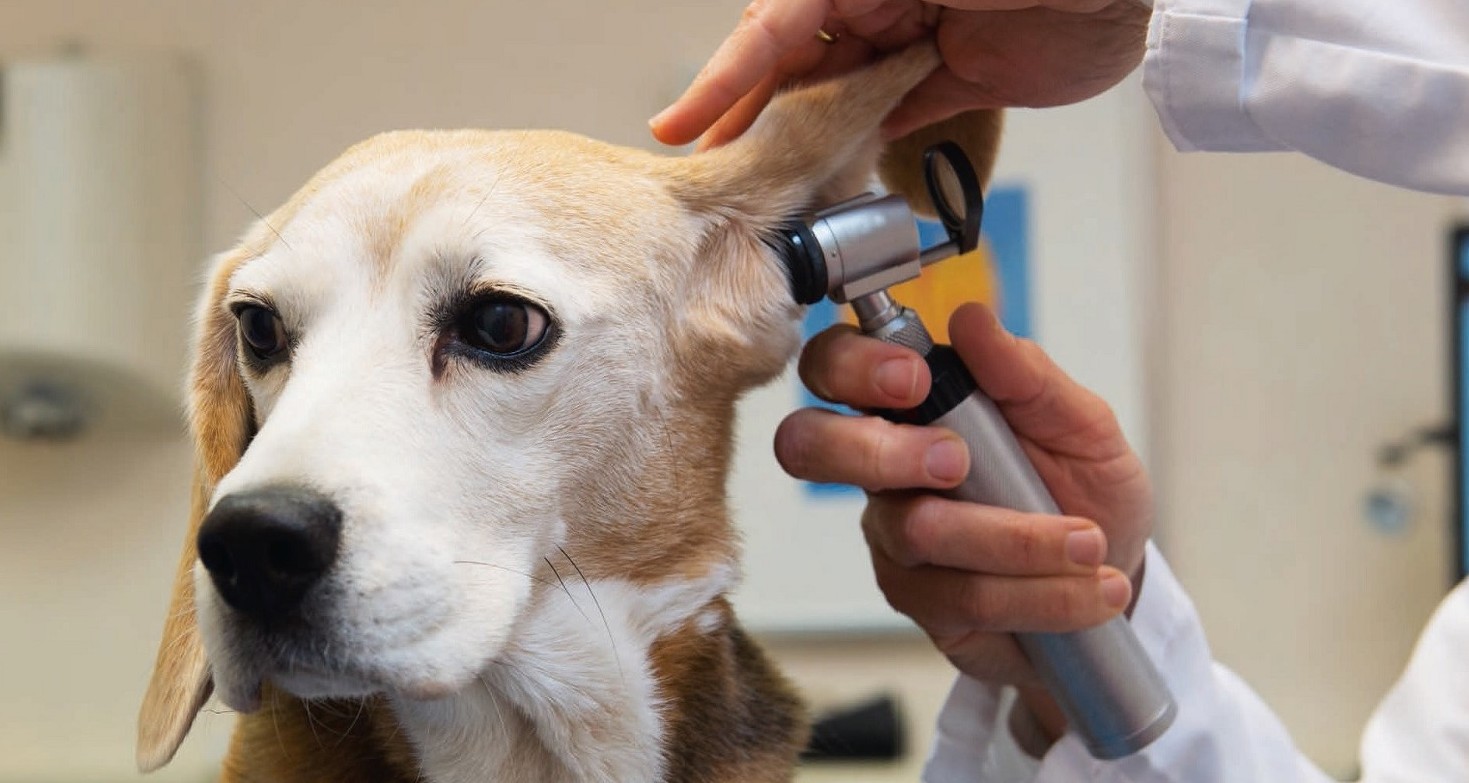 DAL 730 SPESE VETERINARIE SCARICARE