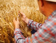 Agricoltura nuovi bandi 