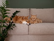 bonus cani gatti