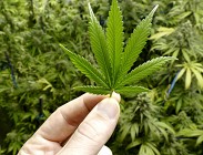 Marijuana light: cosa dice la legge