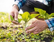 Servizio civile in agricoltura 2024