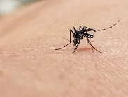 come eliminare zanzare 