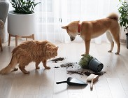 Copertura migliore per i propri animali