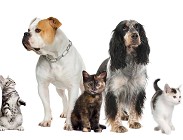 Detrazioni veterinario 2022  