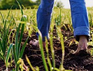 Il ruolo delle politiche agricole