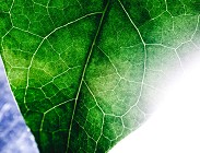 Domanda per incentivi biogas