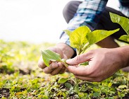 Decreto Agricoltura 2024: tutte le novit