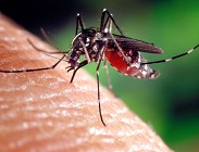 Coronavirus: le zanzare portano il coronavirus