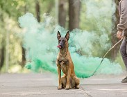 legge cani prorogata
