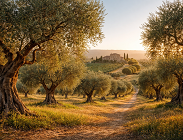 Coltivazione degli olivi
