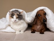 Assicurazioni per cani, gatti 