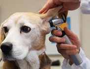 Scaricare veterinario 730 precompilato