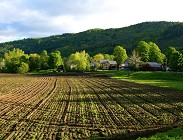 Terreni agricoli 2022 asta